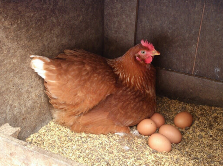 Mơ thấy gà đẻ trứng