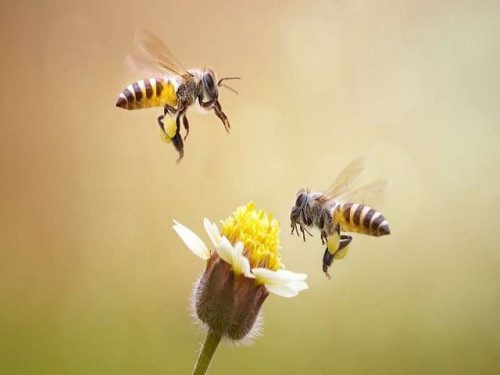 Mơ thấy con ong điềm gì?